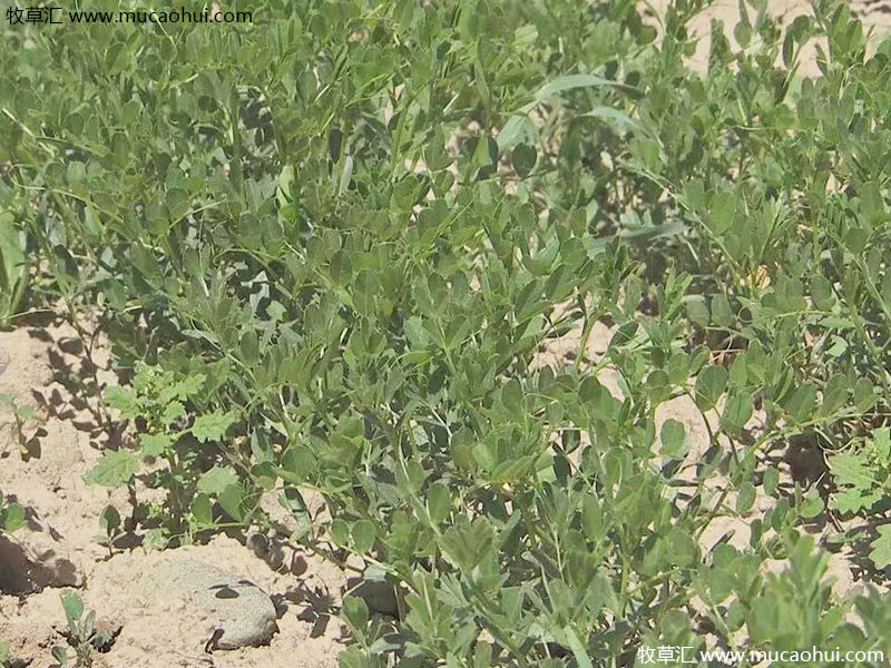 牧草綠肥箭筈豌豆開花植株全株 牧草綠肥箭筈豌豆開花植株全株