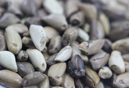 1625659331584789.jpg image.jpg