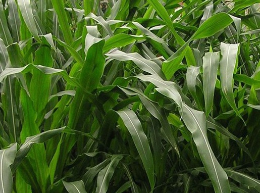 1625659353231872.jpg image.jpg