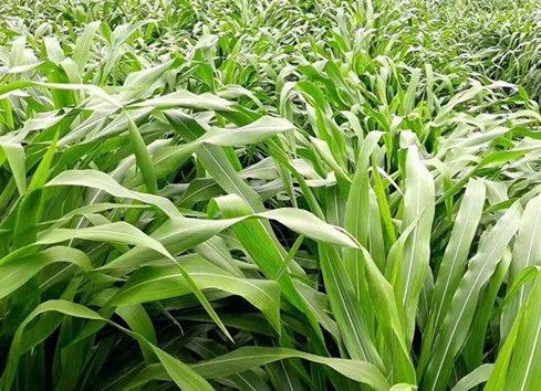 1625793824508951.jpg image.jpg