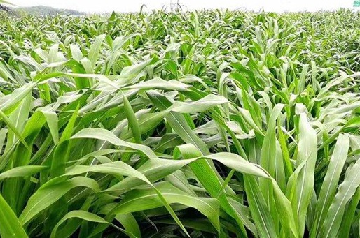 1625793842371334.jpg image.jpg