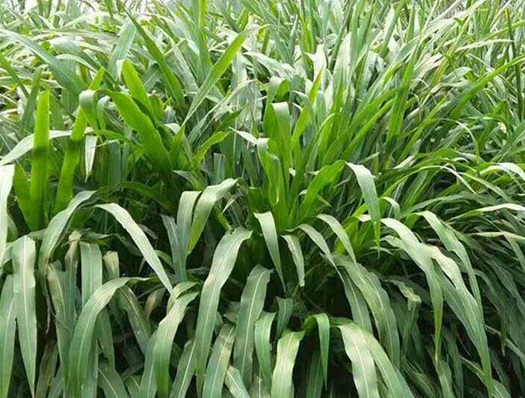 1625794533566601.jpg image.jpg