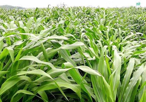 1625794573783738.jpg image.jpg