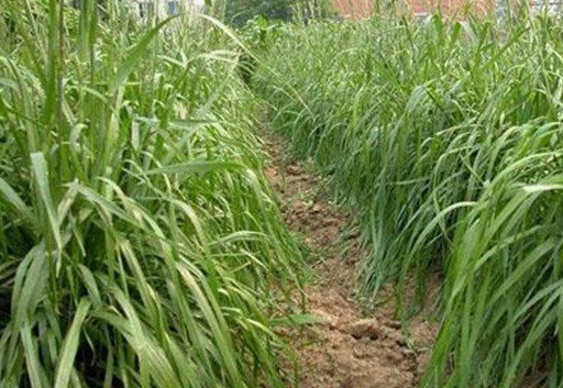 1625795145667532.jpg image.jpg