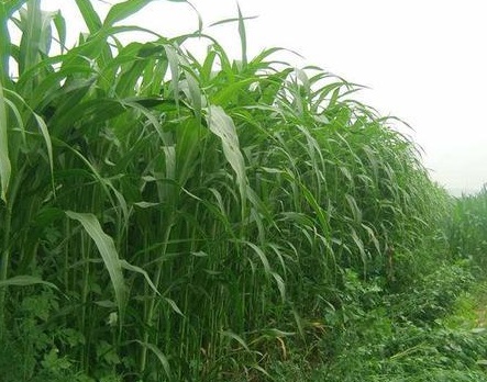 1625795189110453.jpg image.jpg