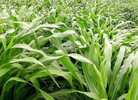 1626056045163305.jpg image.jpg