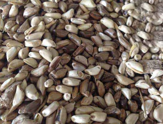 1626056070986262.jpg image.jpg