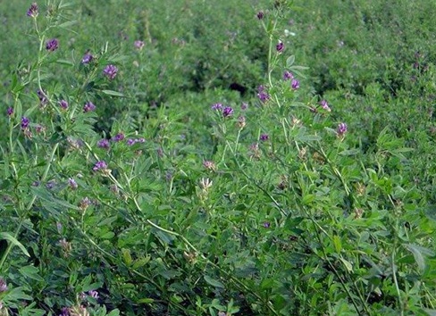 1626056479365359.jpg image.jpg