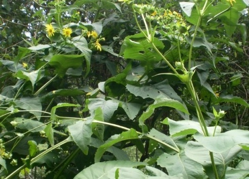 1626056623483148.jpg image.jpg