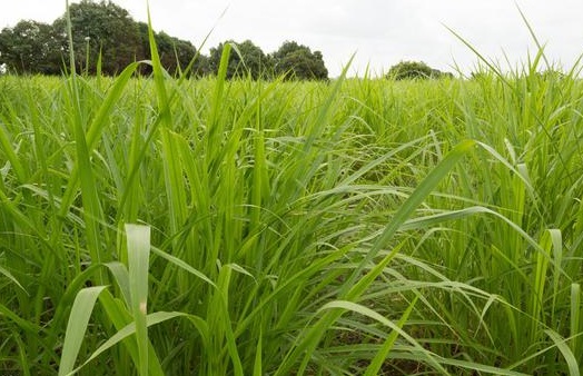 1626056981508810.jpg image.jpg