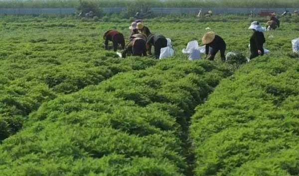 艾草種子發芽出苗圖片 艾草種子發芽出苗圖片