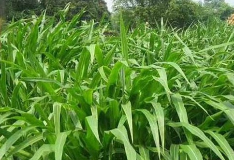 1626081338313185.jpg image.jpg