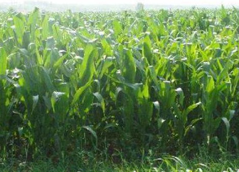 1626081356756212.jpg image.jpg