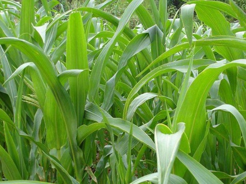 1626081364724162.jpg image.jpg