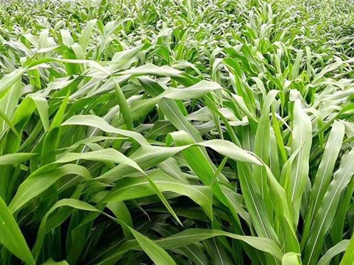 1626081376247425.jpg image.jpg