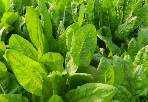 1626081586462363.jpg image.jpg