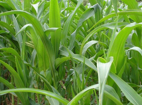 1626081828597401.jpg image.jpg