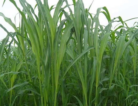 1626081851767152.jpg image.jpg