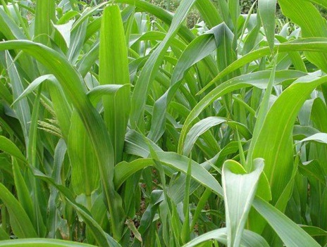 1626082454496170.jpg image.jpg