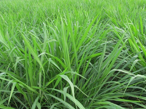 1626082489838096.jpg image.jpg