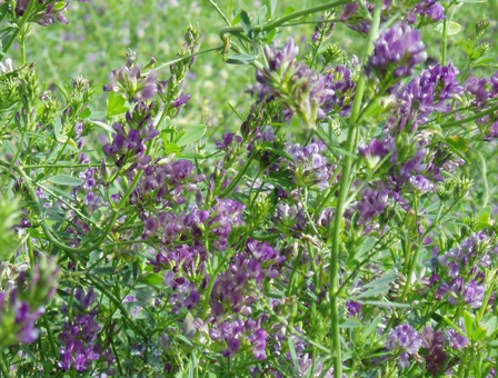 1626082536102043.jpg image.jpg