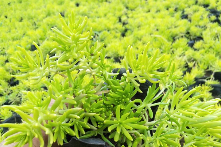 金葉佛甲草 金葉佛甲草