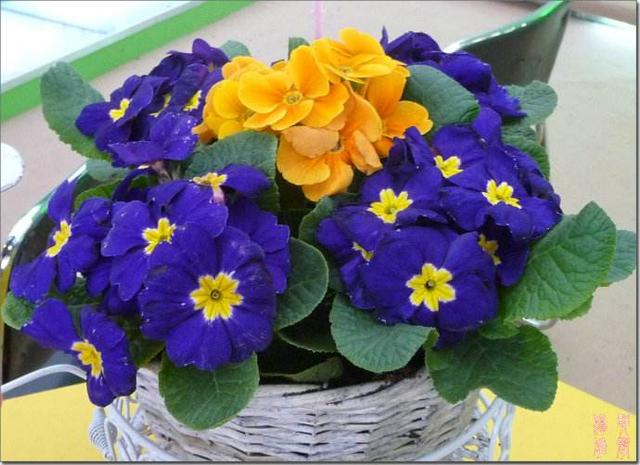 報(bào)春花生長(zhǎng)習(xí)性和栽培方法 報(bào)春花生長(zhǎng)習(xí)性和栽培方法