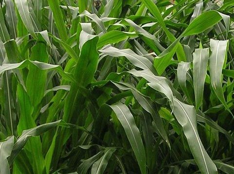 1626179967456352.jpg image.jpg