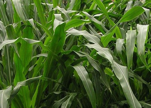 1626185854472542.jpg image.jpg