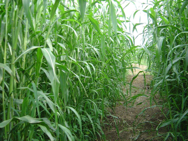 高丹草圖片 高丹草圖片