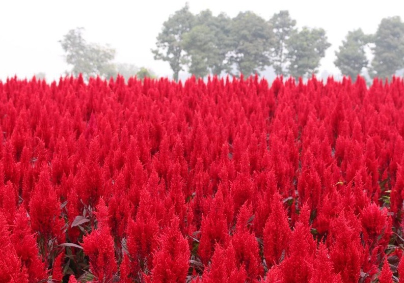 1626234387982337.jpg image.jpg