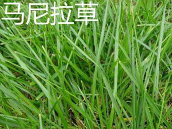 草坪常見品種——你知道的有幾種?