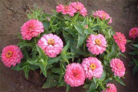 百日草種子怎么種，4個步驟讓百日草種子快速生根發(fā)芽