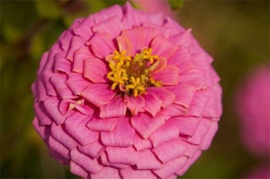 百日草種子怎么種，4個步驟讓百日草種子快速生根發(fā)芽