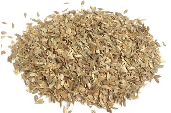 百日草種子怎么種，4個步驟讓百日草種子快速生根發(fā)芽