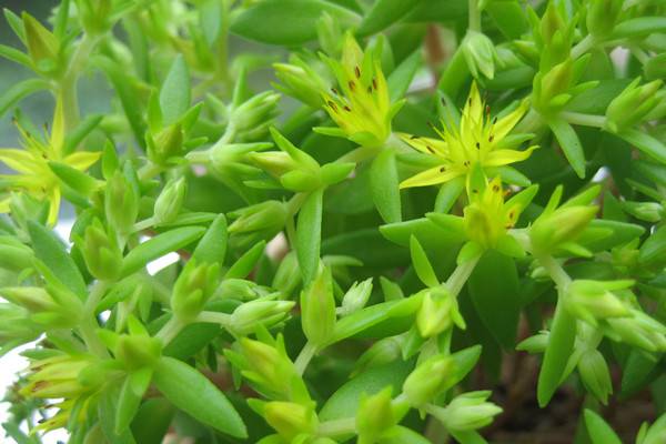 佛甲草的養殖方法和注意事項 佛甲草的養殖方法和注意事項