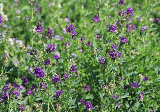 1626404057857518.jpg image.jpg