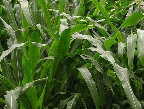 1626406441430595.jpg image.jpg