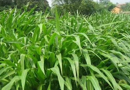 1626406450874827.jpg image.jpg