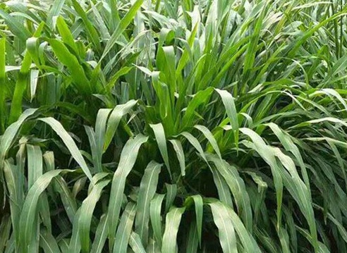 1626406462149215.jpg image.jpg