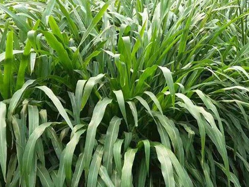 1626406493306667.jpg image.jpg