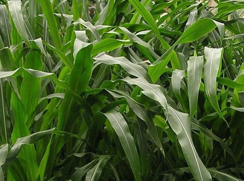 1626536588444389.jpg image.jpg