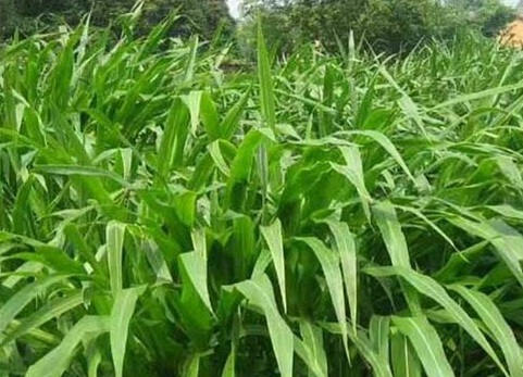 1626536607271707.jpg image.jpg