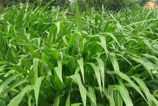 1626536716587900.jpg image.jpg