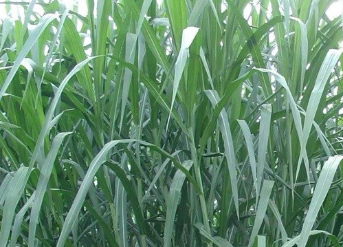 1626536850764445.jpg image.jpg