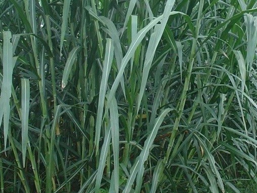 1626536865355388.jpg image.jpg