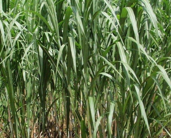 1626536875815863.jpg image.jpg