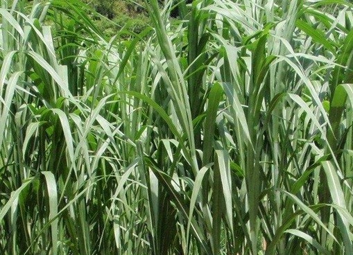 1626536888879992.jpg image.jpg