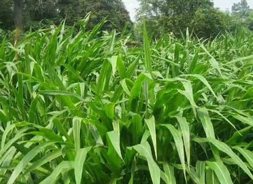 1626537015146185.jpg image.jpg