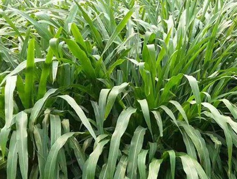 1626537031754032.jpg image.jpg